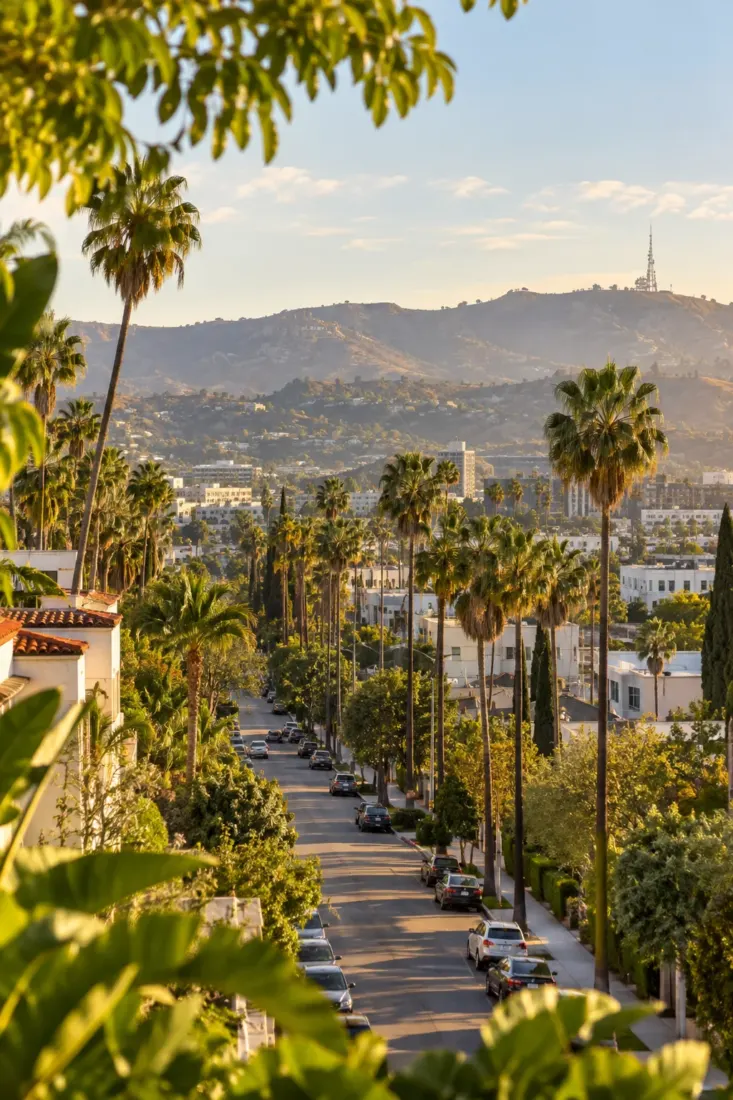 Palm trees and hills above Los Angeles